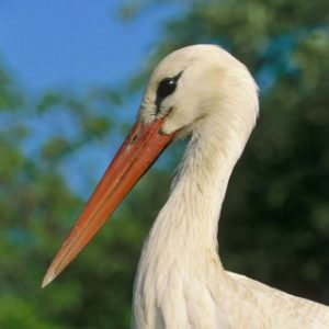 animaux-portrait-cigogne