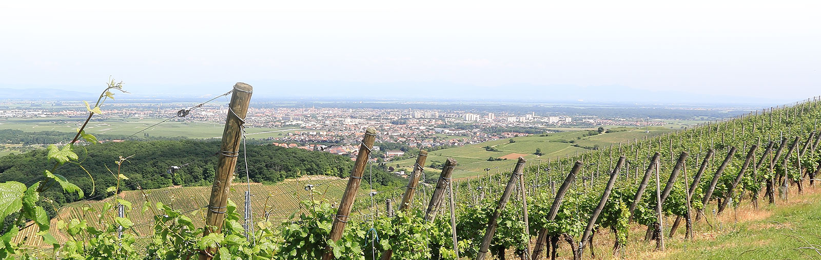 Vignoble vallée colmar - Vins Alsace Froehlich - Haut-Rhin Ostheim