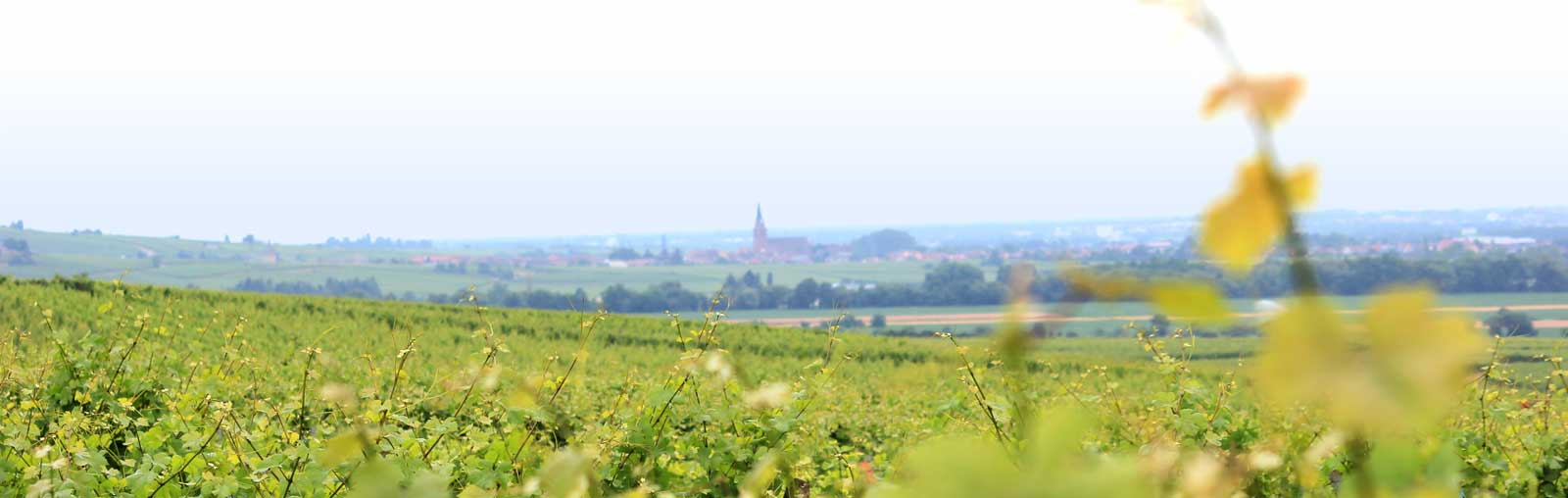 Vignoble - Vins Alsace Froehlich - Haut-Rhin Ostheim