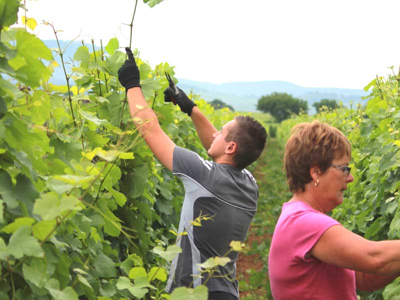 Palissage - Vins Alsace Froehlich - Haut-Rhin Ostheim