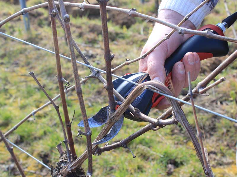 Taille - Vins Alsace Froehlich - Haut-Rhin Ostheim