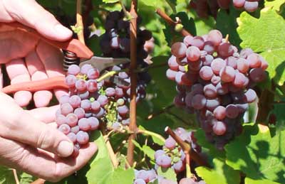 Vendanges tardives - Vins Alsace Froehlich - Haut-Rhin Ostheim