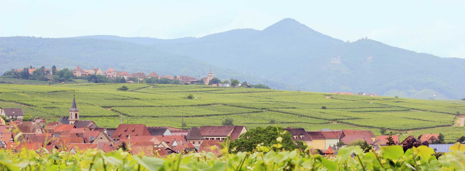 Vignoble - Vins Alsace Froehlich - Haut-Rhin Ostheim