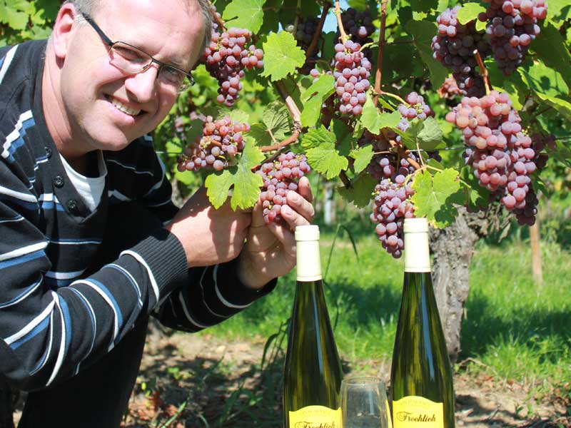 Vignes - Vins Alsace Froehlich - Haut-Rhin Ostheim
